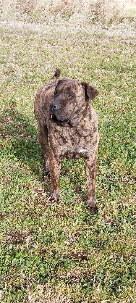 Seleste von den velay bergen