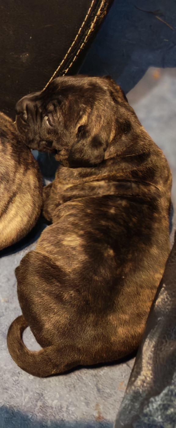 Von Der Vulkanereich - Chiots disponibles - Dogo Canario