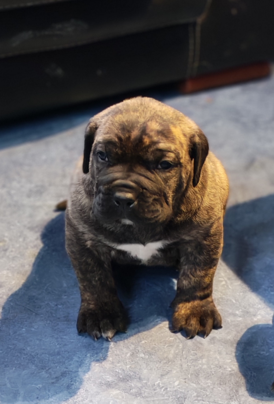 Von Der Vulkanereich - Chiots disponibles - Dogo Canario